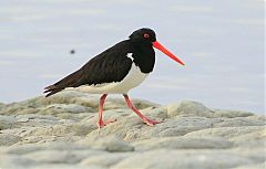 South Island Oystercatcher